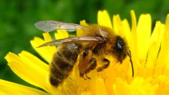 join-friends-of-the-earth-great-british-bee-count